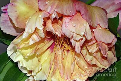 Shaken Or Stirred - Dripping With Beauty - Itoh Peony by Cindy Treger