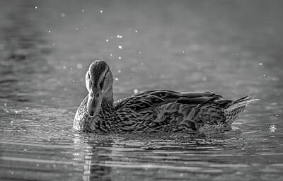 Spiral Staircases - Black and White Duck by Joy McAdams