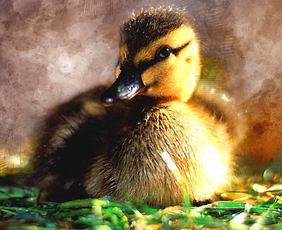 Wilderness Camping Royalty Free Images - Duckling Royalty-Free Image by Marvin Blaine