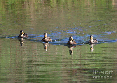 The Art Of Fishing - Ducks in a Row by Carol Groenen