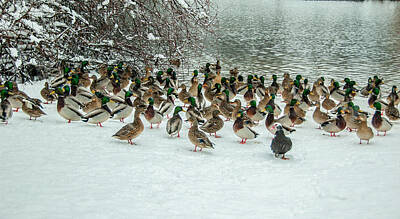 Roaring Red - Ducks Pond In Winter by Cathy Kovarik