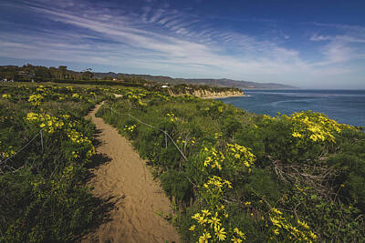Architecture David Bowman - Dume Cove Spring Wildflowers by Andy Konieczny