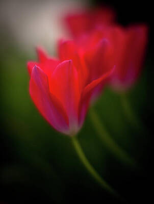 Irish Flags And Maps - Dusk Tulip Petals by Mike Reid