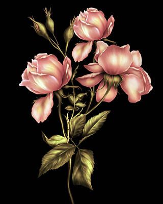 Best Sellers - Roses Digital Art - Dusky Peach Roses On Black by Georgiana Romanovna