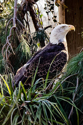 College Campus Collection - Eagle 13 by Gary Adkins