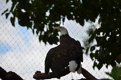 Target Threshold Photography Rights Managed Images - Eagle Royalty-Free Image by Erica Degni