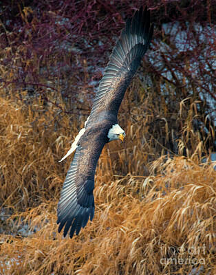 Birds Photo Rights Managed Images - Eagle Eyes Royalty-Free Image by Michael Dawson
