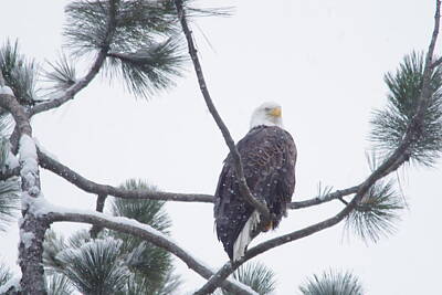 Birds Royalty-Free and Rights-Managed Images - Eagle in a pine tree by Jeff Swan