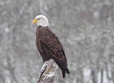 Birds Royalty-Free and Rights-Managed Images - Eagle lookng over the Klickitat river by Jeff Swan