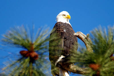 Landmarks Photos - Eagle on a sunny day by Jeff Swan