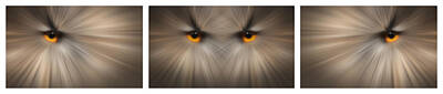 Pop Art - Eagle Owl Eye Triptych by Andy Astbury