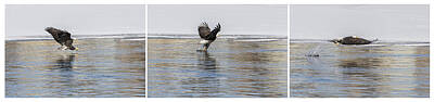 Birds Royalty-Free and Rights-Managed Images - Eagle Triptych 2016-1 by Thomas Young