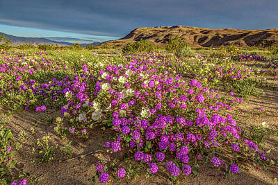 Recently Sold - Florals Photos - Early Morning Light Super Bloom by Peter Tellone
