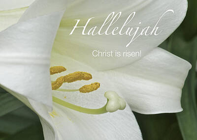 Recently Sold - Lilies Rights Managed Images - Easter Hallelujah Royalty-Free Image by Michael Peychich