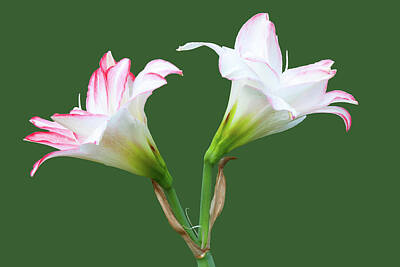 Lilies Royalty-Free and Rights-Managed Images - Easter Lilies by Ram Vasudev