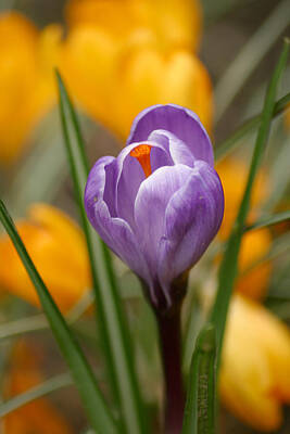 Priska Wettstein Blue Hues - Easter purple tulip flower by Pierre Leclerc Photography