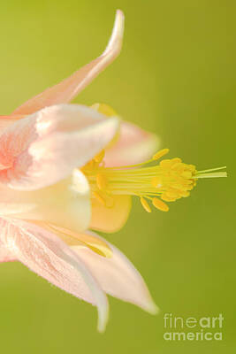 Nikki Vig Royalty-Free and Rights-Managed Images - Eastern Columbine by Nikki Vig