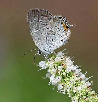 Storm Clouds Colt Forney Royalty Free Images - Eastern Tailed Blue Butterfly Square Royalty-Free Image by Karen Adams