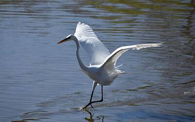 Discover Inventions - Egret Landing by Michael Thomas