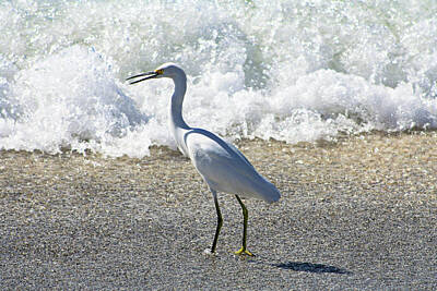 Easter Egg Stories For Children Royalty Free Images - Egret on the Beach Royalty-Free Image by Selena Lorraine