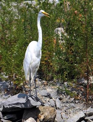 Fishing And Outdoors Plout Rights Managed Images - Egret talk Royalty-Free Image by Sara Raber