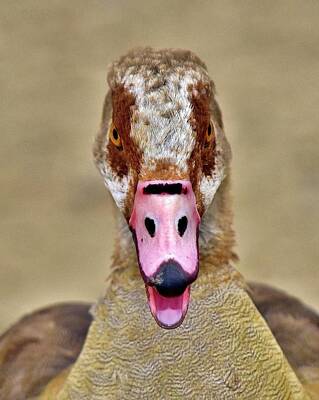 Marilyn Monroe - Egyptian Goose Stare  by Linda Brody
