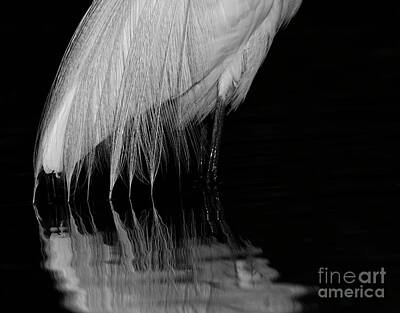 Landscapes Kadek Susanto - Elegant Egret feathers by Ruth Jolly