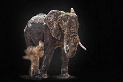 Food And Beverage Signs - Elephant Bull Dust by Jan Van der Westhuizen