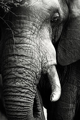 Mammals Royalty-Free and Rights-Managed Images - Elephant close-up portrait by Johan Swanepoel