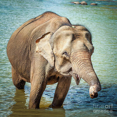 Travel Luggage - Elephant cub bathing by MotHaiBaPhoto Prints