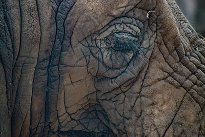Disney Rights Managed Images - Elephant Eye Royalty-Free Image by Donald Woelz