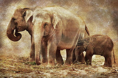 Animals Photos - Elephant family by Mihaela Pater