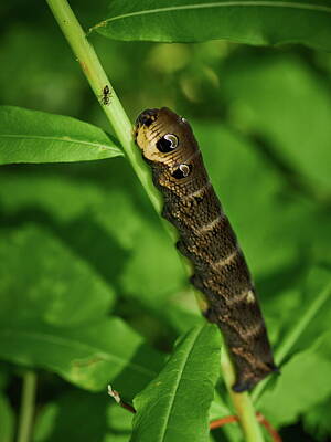 Cities Royalty Free Images - Elephant hawk-moth caterpillar meeting with an ant Royalty-Free Image by Jouko Lehto