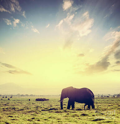 Animals Photos - Elephant on African savanna at sunset. Safari in Amboseli, Kenya, Africa by Michal Bednarek