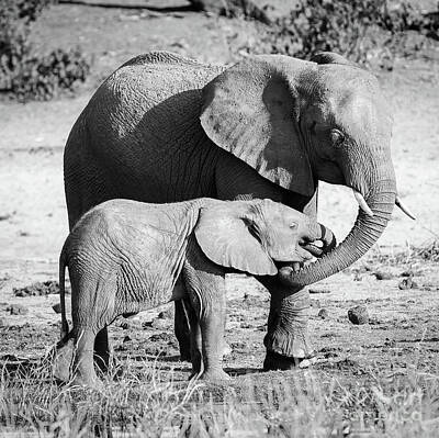 Mammals Photos - Elephant Parent With Calf Black And White by THP Creative