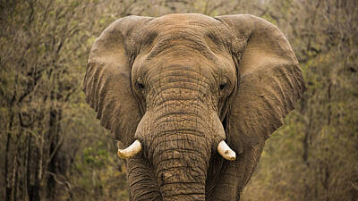 Portraits Photos - Elephant Watching by Stephen Stookey