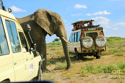 War Ships And Watercraft Posters - Elephant with tourist jeeps  by Gilad Flesch