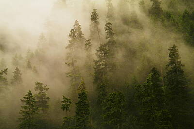Birds Royalty-Free and Rights-Managed Images - Fog running through the trees by Jeff Swan