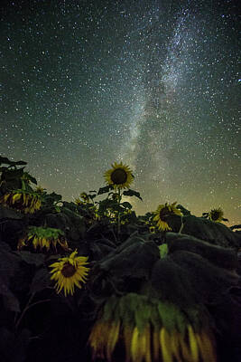 Sunflowers Royalty-Free and Rights-Managed Images - Estelline by Aaron J Groen