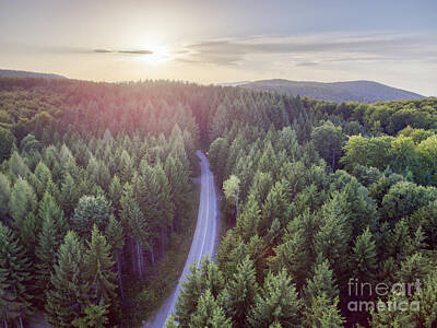 Abstract Landscape Photos - Evergreen forest from above by Jelena Jovanovic