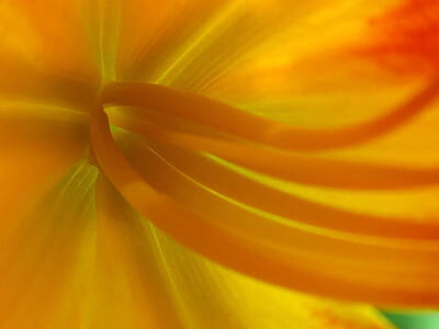 Abstract Flowers Photos - Explosion by Juergen Roth