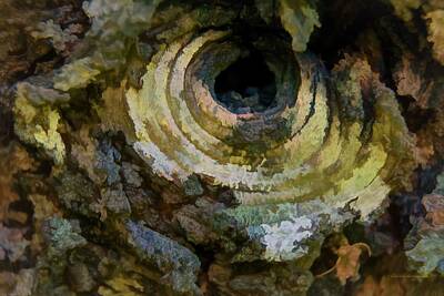 Landscapes Kadek Susanto - Eye Of The Tree Art by Mick Anderson