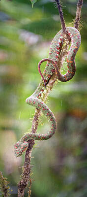 Reptiles Royalty Free Images - Eyelash Pit Viper Costa Rica Royalty-Free Image by Joan Carroll