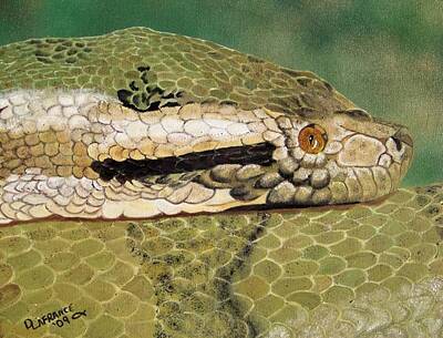 Reptiles Royalty-Free and Rights-Managed Images - Eyes of the Constrictor by Debbie LaFrance