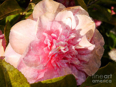 Cabin Signs Royalty Free Images - Fading Camellia Royalty-Free Image by Brenda Kean