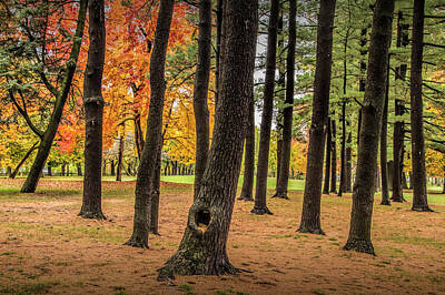 Randall Nyhof Photo Royalty Free Images - Fall City Park Scene in with Pine and Maple Trees Royalty-Free Image by Randall Nyhof