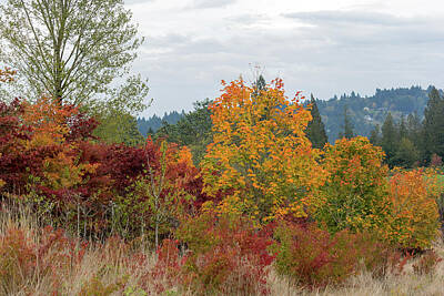 Patriotic Signs - Fall Colors in Oregon by Jit Lim