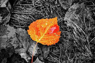 Cowboy - Fall Leaf #2 by Kevin Gladwell