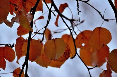 Winter Animals - Fall Leaves by Charles J Pfohl