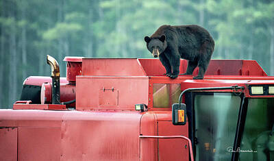 Dan Beauvais Rights Managed Images - Farmer Bear 8819 Royalty-Free Image by Dan Beauvais